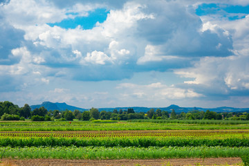 Agriculture in the fertile volcanic landscape on Lake Constance.