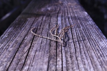 Sprig
