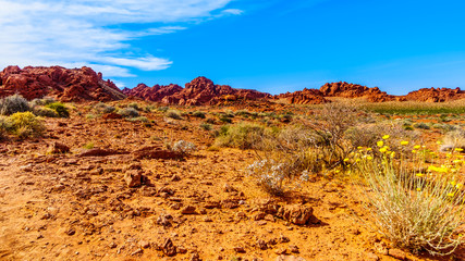 The bright red Aztec sandstone rock formations in the Valley of Fire State Park in Nevada, USA