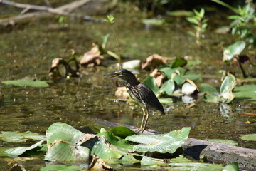 Green Heron