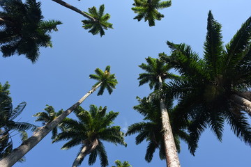 Plakat palm trees and blue sky