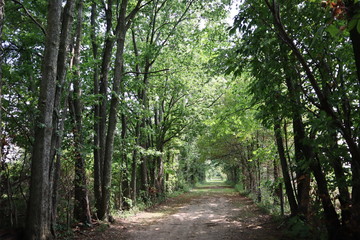 Obraz premium Stone path in the woods