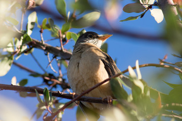 bird on branch