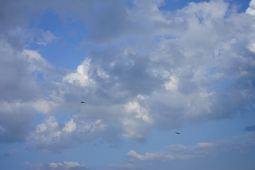 カラスと青空
