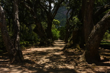 path in the forest