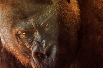 Close up portrait of a gorilla © kyle