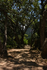 Fototapeta premium trees in the forest
