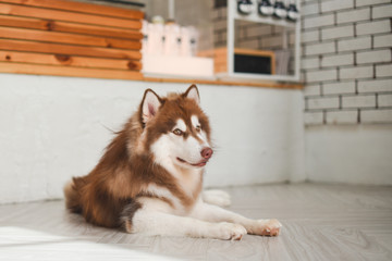 Siberian Husky