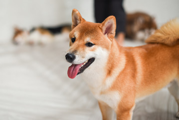 Shiba Inu