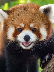 レッサーパンダ（王子動物園）