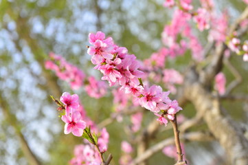 In full bloom in the peach blossom
