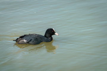 Coot swimming in a pond