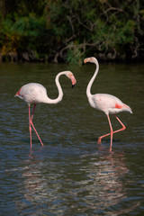 Two flamingos standing in a pond displaying the curve to their necks.   Image taken at the Parc Ornithologique du Pont de Gau in Camargue, France.