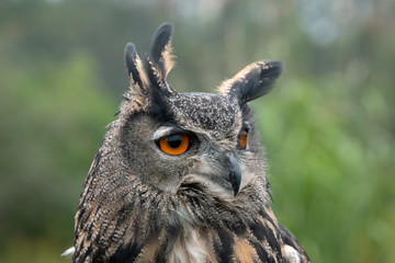 Eurasian eagle-owl closeup portrait, surrounded by green trees