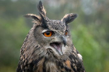 Eurasian eagle-owl closeup portrait with mouth open,  surrounded by green trees