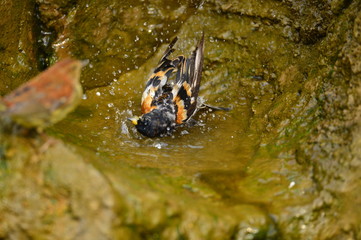 The outdoor fringillidae birds in the park