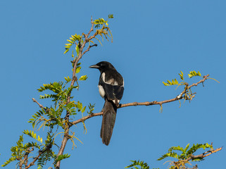 Proud Magpie poses on tree top branch