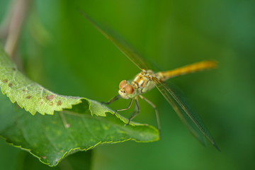 Allphotokz Dragonfly 20070615 2393 5D