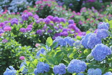 ６月の花紫陽花には実はカタツムリは登らない！！