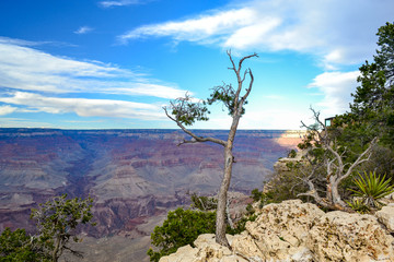 Obraz premium Dying Tree, over a cliff, in Gran Canyon National Park with blue cloudy sky