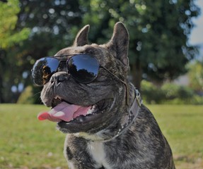 perro con gafas