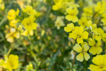wild yellow flowers bloom in a spring glade close-up