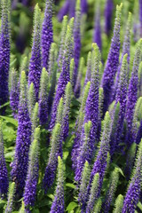 Obraz premium March Of The Blooms, U of A Botanic Gardens, Devon, Alberta