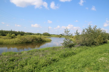 Summer In The Wetlands, Pylypow Wetlands, Edmonton, Alberta