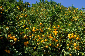 みかん畑