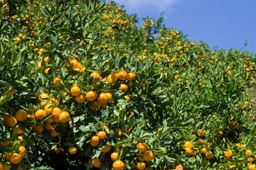 みかん畑