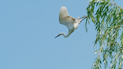 Great white egret flies away willow tree with wings open widely, ready to catch fish, white egret with blue sky background.