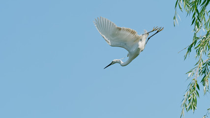 Great white egret flies away willow tree with wings open widely, ready to catch fish, white egret with blue sky background.