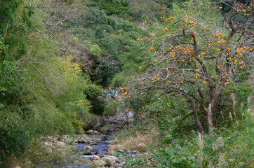 山奥の小川に自生する柿の木