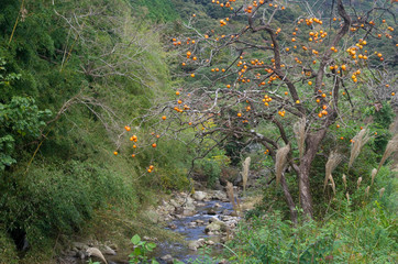 渓流の柿の木