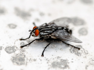 Diptera Meat Fly Insect On White Wall