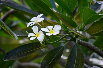 Plumeria flowers planted in the backyard Start to bloom and the color looks beautiful and refreshing.