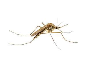 Dangerous Malaria Infected Mosquito Isolated on White. Leishmaniasis, Encephalitis, Yellow Fever, Dengue, Malaria Disease, Mayaro or Zika Virus Infectious Culex Mosquito Parasite Insect Macro.