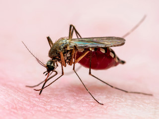 Dangerous Zika Infected Mosquito Skin Bite. Leishmaniasis, Encephalitis, Yellow Fever, Dengue, Malaria Disease, Mayaro or Zika Virus Infectious Culex Mosquito Parasite Insect Macro.