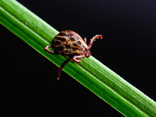 Encephalitis Insect Tick Crawling on Grass on Dark Background. Encephalitis Virus or Lyme Borreliosis Disease Infectious Dermacentor Tick Arachnid Parasite Macro.
