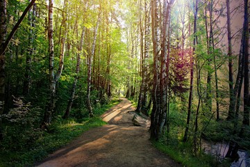 Obraz premium a path in the forest illuminated by the sun shining through the leaves of the trees