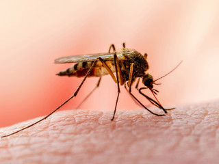 Dangerous Zika Infected Mosquito Skin Bite. Leishmaniasis, Encephalitis, Yellow Fever, Dengue, Malaria Disease, Mayaro or Zika Virus Infectious Culex Mosquito Parasite Insect Macro.