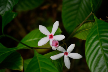  flower Natural in the forest That looks fresh and beautiful