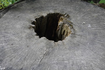 large hole in wood trunk
