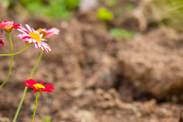 Flowers of various colors and shapes