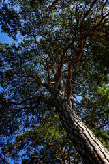 Fototapeta na wymiar Stockholm, Sweden Pine trees and the sky on a deserted island in Lake Malaren.