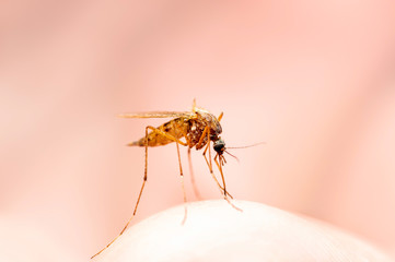 Dangerous Zika Infected Mosquito on Skin. Leishmaniasis, Encephalitis, Yellow Fever, Dengue, Malaria Disease, Mayaro or Zika Virus Infectious Culex Mosquito Parasite Insect.