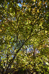 taking a walk in green forest 