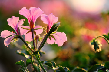 Obraz premium nature background colorful geranium flower blossom vibrant in garden, sunset backlight