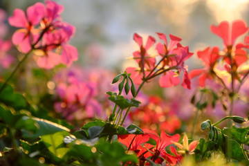 nature background colorful geranium flower blossom vibrant in garden, sunset backlight