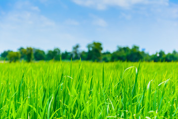 close-up of natural green grass on blue sky background